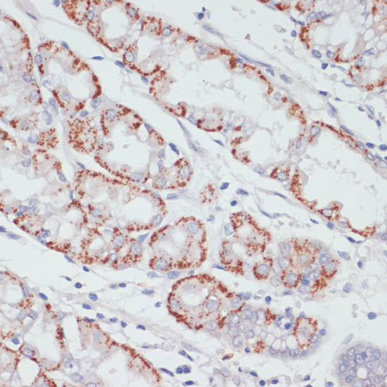 Immunohistochemistry of paraffin-embedded Human stomach using ACSL3 Polyclonal Antibody at dilution of  1:100 (40x lens).