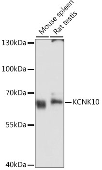 Western blot analysis of extracts of various cell lines using KCNK10 Polyclonal Antibody at dilution of 1:3000.