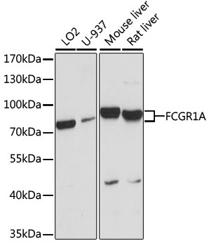 Western blot analysis of extracts of various cell lines using FCGR1A Polyclonal Antibody at dilution of 1:1000.