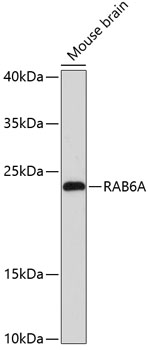 Western blot analysis of extracts of Mouse brain using RAB6A Polyclonal Antibody at dilution of 1:3000.