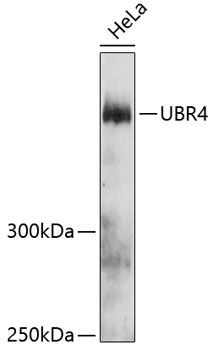 Western blot analysis of extracts of HeLa cells using UBR4 Polyclonal Antibody at dilution of 1:3000.