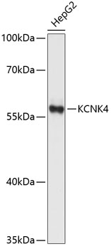 Western blot analysis of extracts of HepG2 cells using KCNK4 Polyclonal Antibody at dilution of 1:1000.