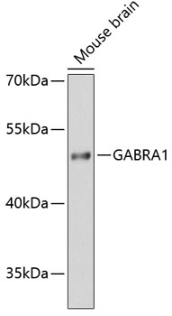 Western blot analysis of extracts of Mouse brain using GABRA1 Polyclonal Antibody at dilution of 1:3000.