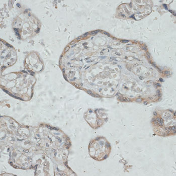 Immunohistochemistry of paraffin-embedded Human placenta using GPR78 Polyclonal Antibody at dilution of  1:100 (40x lens).