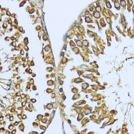 Immunohistochemistry of paraffin-embedded Rat testis using HSP90AA1 Polyclonal Antibody at dilution of  1:200 (40x lens).