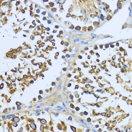 Immunohistochemistry of paraffin-embedded Mouse testis using HSP90AA1 Polyclonal Antibody at dilution of  1:200 (40x lens).