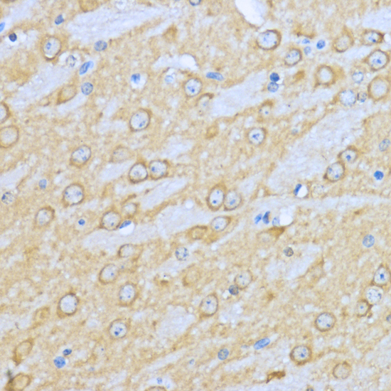 Immunohistochemistry of paraffin-embedded Mouse brain using HSP90AA1 Polyclonal Antibody at dilution of  1:200 (40x lens).