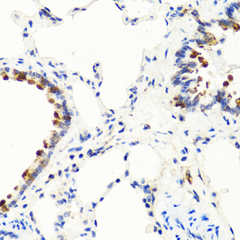 Immunohistochemistry of paraffin-embedded Rat lung using NTF3 Polyclonal Antibody at dilution of  1:100 (40x lens).