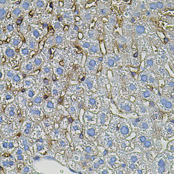Immunohistochemistry of paraffin-embedded Mouse liver using TGFA Polyclonal Antibody