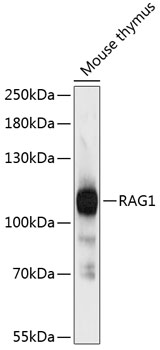 Western blot analysis of extracts of Mouse thymus using RAG1 Polyclonal Antibody at dilution of 1:3000.