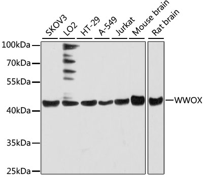 Western blot analysis of extracts of various cell lines using WWOX Polyclonal Antibody at dilution of 1:3000.