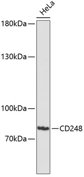 Western blot analysis of extracts of HeLa cells using CD248 Polyclonal Antibody at dilution of 1:3000.