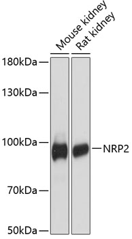Western blot analysis of extracts of various cell lines using NRP2 Polyclonal Antibody at dilution of 1:3000.