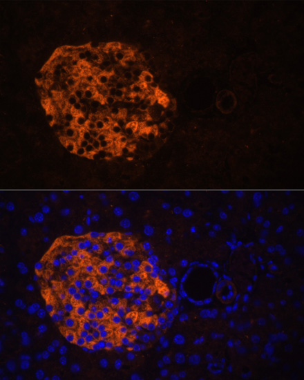 Immunofluorescence analysis of Mouse pancreas using PNLIPRP2 Polyclonal Antibody at dilution of  1:100. Blue: DAPI for nuclear staining.