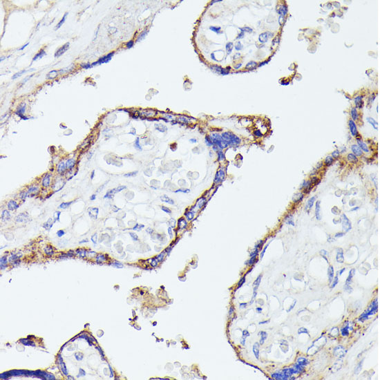 Immunohistochemistry of paraffin-embedded Human placenta using LTF Polyclonal Antibody at dilution of  1:100 (40x lens).