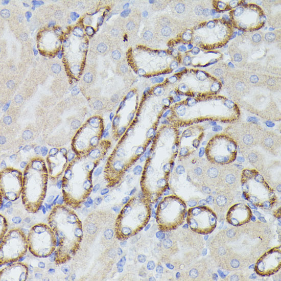 Immunohistochemistry of paraffin-embedded Mouse kidney using LTF Polyclonal Antibody at dilution of  1:100 (40x lens).