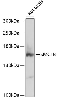 Western blot analysis of extracts of Rat testis using SMC1B Polyclonal Antibody at dilution of 1:3000.