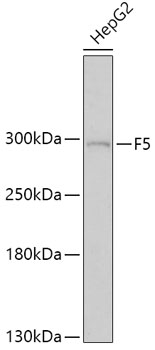 Western blot analysis of extracts of HepG2 cells using F5 Polyclonal Antibody at dilution of 1:1000.