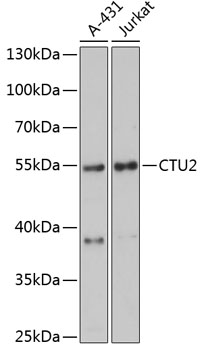 Western blot analysis of extracts of various cell lines using CTU2 Polyclonal Antibody at dilution of 1:3000.