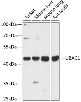 Western blot analysis of extracts of various cell lines using UBAC1 Polyclonal Antibody at dilution of 1:3000.