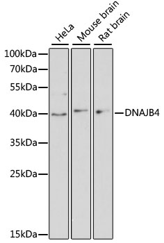 Western blot analysis of extracts of various cell lines using DNAJB4 Polyclonal Antibody at dilution of 1:3000.