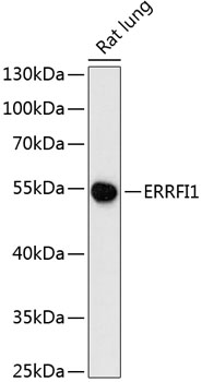 Western blot analysis of extracts of Rat lung using ERRFI1 Polyclonal Antibody at dilution of 1:3000.