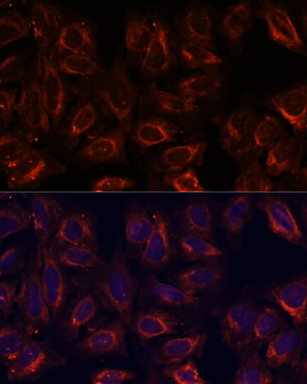 Immunofluorescence analysis of U-2 OS cells using SCGB3A2 Polyclonal Antibody at dilution of  1:100. Blue: DAPI for nuclear staining.