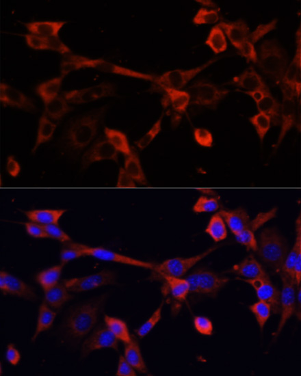 Immunofluorescence analysis of NIH/3T3 cells using DNASE1L1 Polyclonal Antibody at dilution of  1:100. Blue: DAPI for nuclear staining.