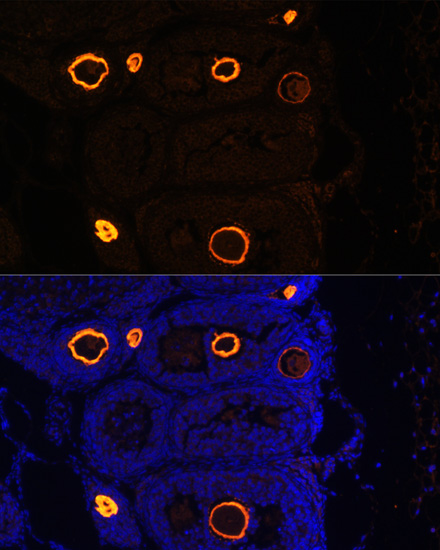 Immunofluorescence analysis of Mouse oophoroma cells using ZP3 Polyclonal Antibody at dilution of  1:100. Blue: DAPI for nuclear staining.