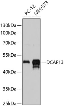 Western blot analysis of extracts of various cell lines using DCAF13 Polyclonal Antibody at dilution of 1:3000.