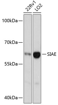 Western blot analysis of extracts of various cell lines using SIAE Polyclonal Antibody at dilution of 1:3000.