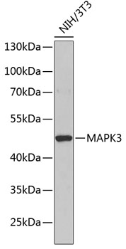 Western blot analysis of extracts of NIH/3T3 cells using MAPK3 Polyclonal Antibody at dilution of 1:1000.