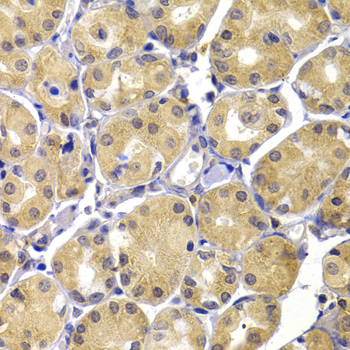 Immunohistochemistry of paraffin-embedded Human stomach using UBIAD1 Polyclonal Antibody at dilution of  1:100 (40x lens).