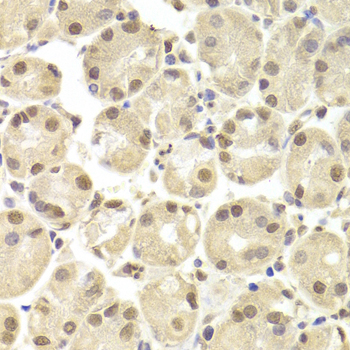 Immunohistochemistry of paraffin-embedded Human stomach using POU2F1 Polyclonal Antibody at dilution of  1:100 (40x lens).