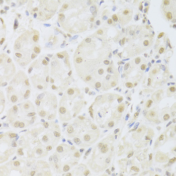 Immunohistochemistry of paraffin-embedded Human stomach using POU2F1 Polyclonal Antibody at dilution of  1:100 (40x lens).