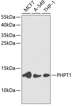 Western blot analysis of extracts of various cell lines using PHPT1 Polyclonal Antibody at dilution of 1:1000.