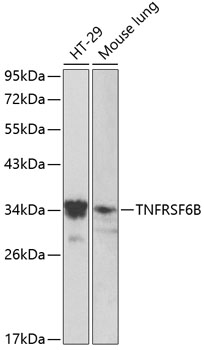 Western blot analysis of extracts of various cell lines using TNFRSF6B Polyclonal Antibody at dilution of 1:1000.
