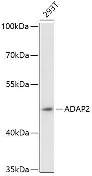 Western blot analysis of extracts of 293T cells using ADAP2 Polyclonal Antibody at dilution of 1:3000.