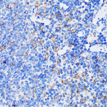 Immunohistochemistry of paraffin-embedded Mouse spleen using MPO Polyclonal Antibody at dilution of  1:100 (40x lens).