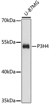 Western blot analysis of extracts of U-87MG cells using P3H4 Polyclonal Antibody at dilution of 1:3000.