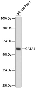 Western blot analysis of extracts of Mouse heart using GATA4 Polyclonal Antibody at dilution of 1:1000.