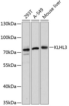 Western blot analysis of extracts of various cell lines using KLHL3 Polyclonal Antibody at dilution of 1:3000.