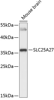 Western blot analysis of extracts of Mouse brain using SLC25A27 Polyclonal Antibody at dilution of 1:3000.