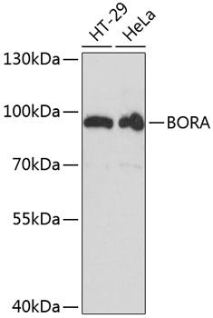 Western blot analysis of extracts of various cell lines using BORA Polyclonal Antibody at dilution of 1:3000.