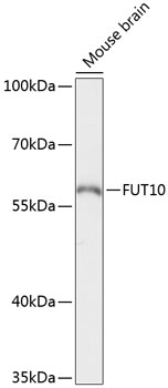 Western blot analysis of extracts of Mouse brain using FUT10 Polyclonal Antibody at dilution of 1:3000.