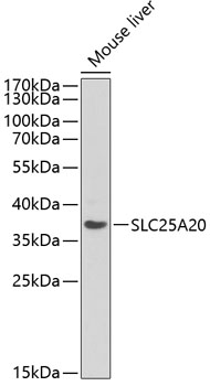 Western blot analysis of extracts of Mouse liver using SLC25A20 Polyclonal Antibody at dilution of 1:1000.