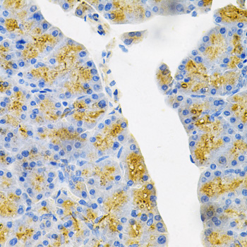 Immunohistochemistry of paraffin-embedded Mouse pancreas using EDN3 Polyclonal Antibody at dilution of  1:100 (40x lens).