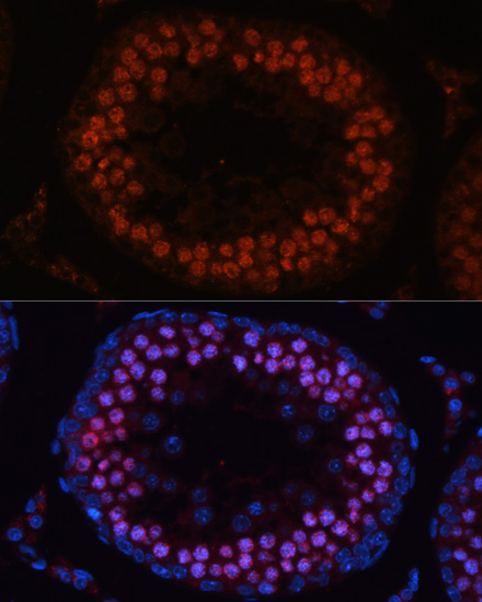 Immunofluorescence analysis of Rat testis using MSH4 Polyclonal Antibody at dilution of  1:100. Blue: DAPI for nuclear staining.