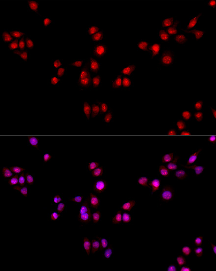 Immunofluorescence analysis of HeLa cells using ESRRA Polyclonal Antibody at dilution of  1:100. Blue: DAPI for nuclear staining.