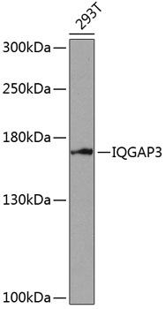 Western blot analysis of extracts of 293T cells using IQGAP3 Polyclonal Antibody at dilution of 1:1000.